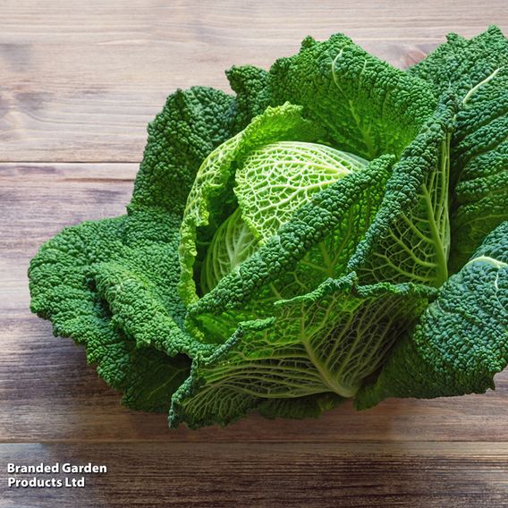 Cabbage Savoy 'Vertus' - Organic Seeds