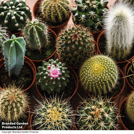 Cactus Mix