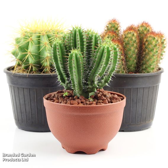 Cactus Mix