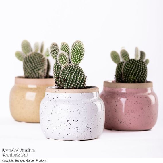 Opuntia microdasys albispina 'White'
