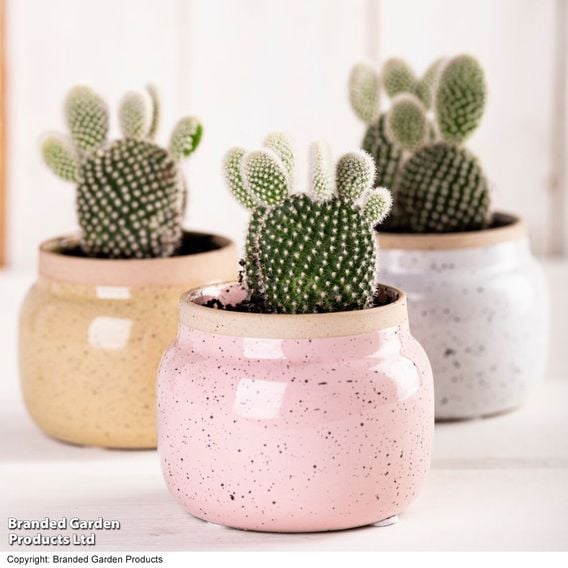 Opuntia microdasys albispina 'White'