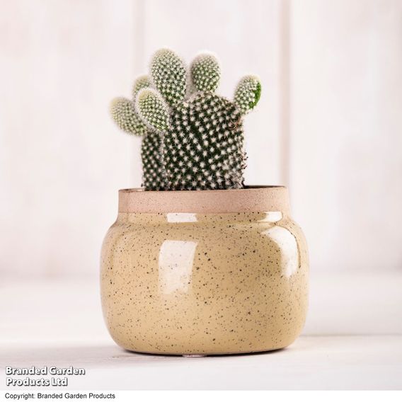 Opuntia microdasys albispina 'White'