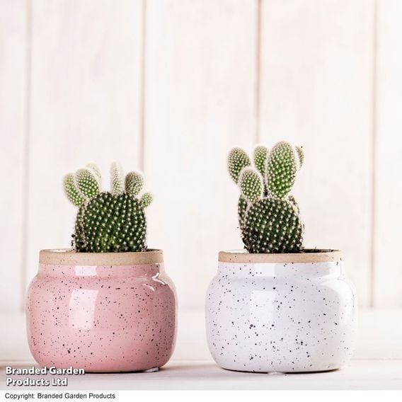 Opuntia microdasys albispina 'White'