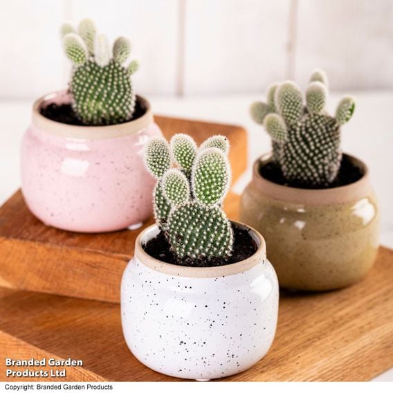 Opuntia microdasys albispina 'White'