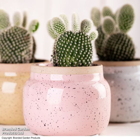 Opuntia microdasys albispina 'White'