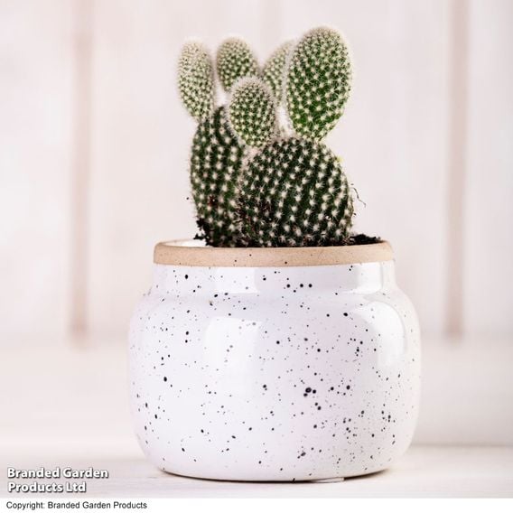 Opuntia microdasys albispina 'White'
