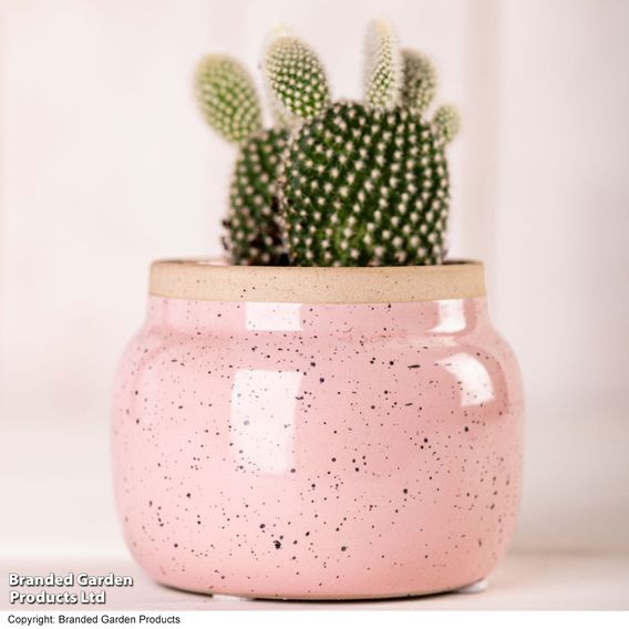 Opuntia microdasys albispina 'White'