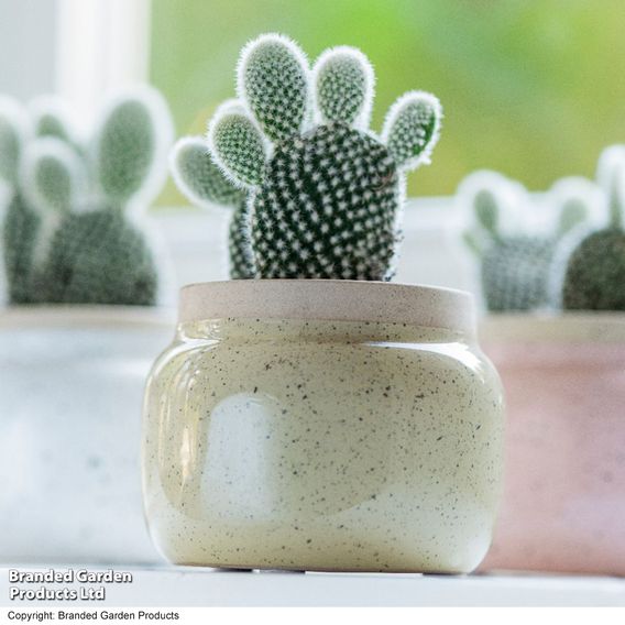 Opuntia microdasys albispina 'White'