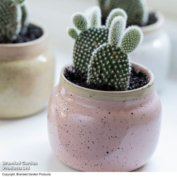 Opuntia microdasys albispina 'White'