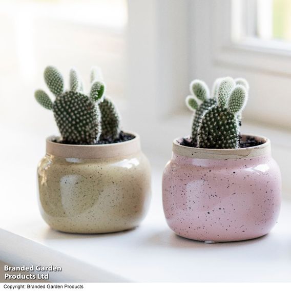 Opuntia microdasys albispina 'White'