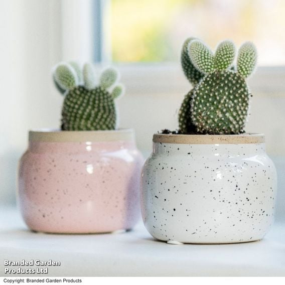 Opuntia microdasys albispina 'White'