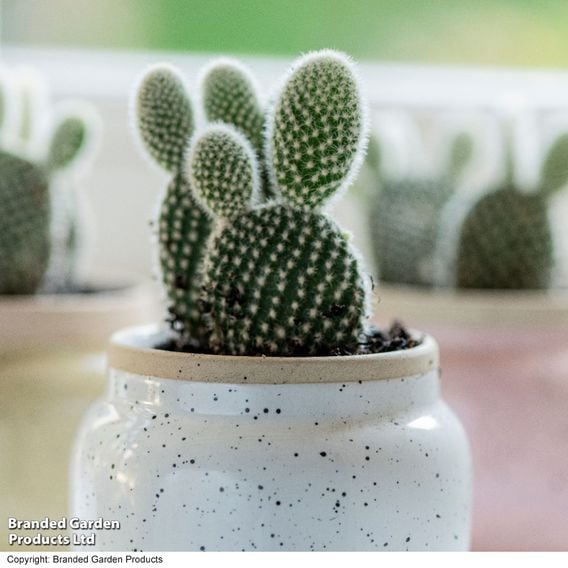 Opuntia microdasys albispina 'White'