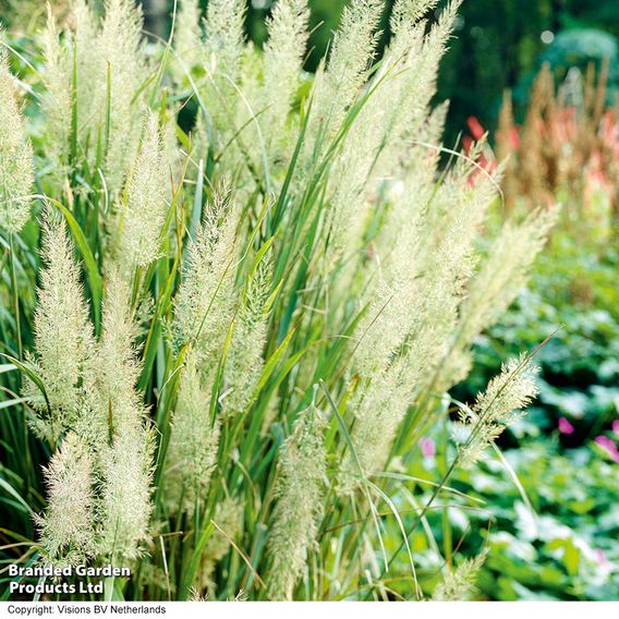 Calamagrostis brachytricha