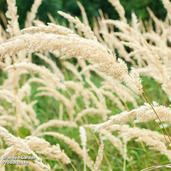Calamagrostis brachytricha