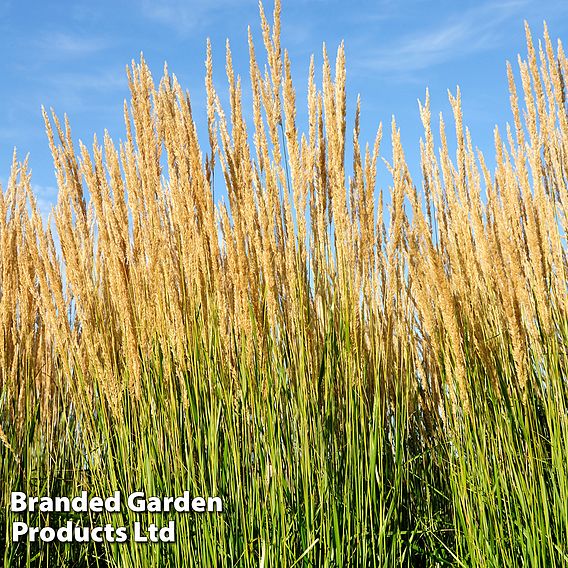 Calamagrostis x acutiflora 'Karl Foerster'