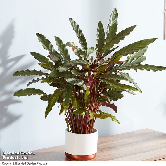 Calathea rufibarba