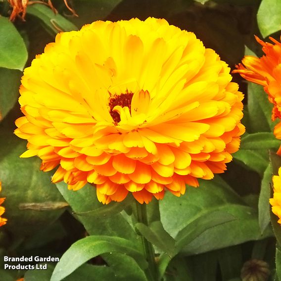 Calendula Pacific Mixed - Seeds