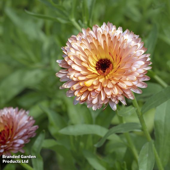 Calendula 'Pink Surprise' - Seeds