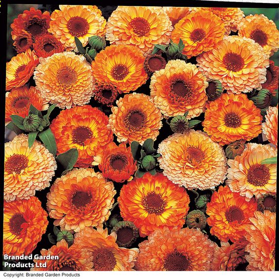 Calendula 'Pink Surprise' - Seeds