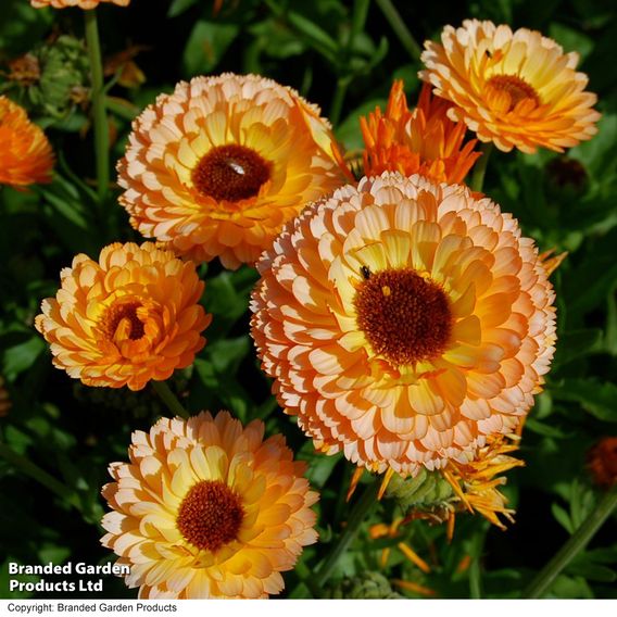 Calendula 'Pink Surprise' - Seeds
