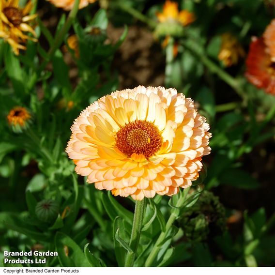 Calendula 'Pink Surprise' - Seeds