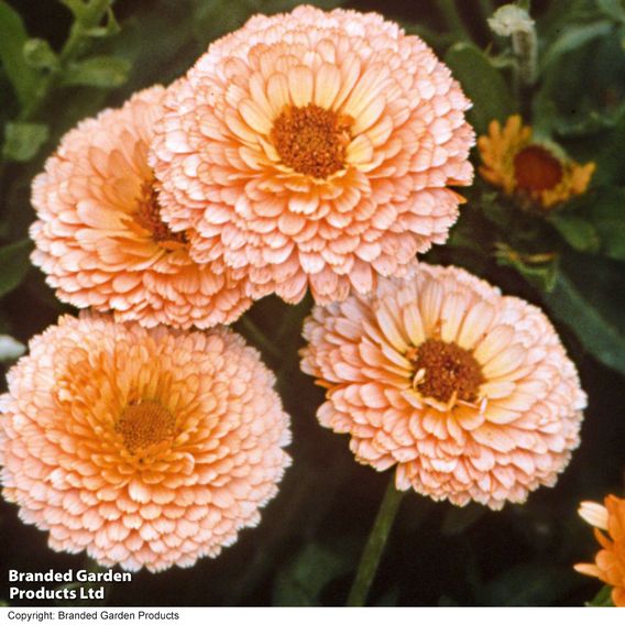 Calendula 'Pink Surprise' - Seeds