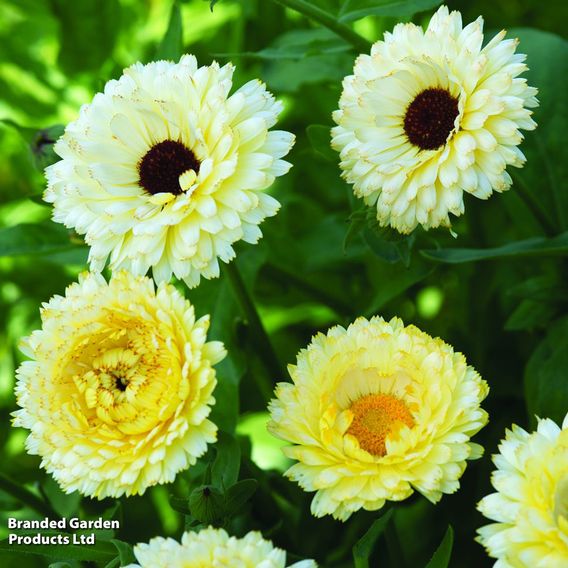 Calendula 'Snow Princess' - Seeds