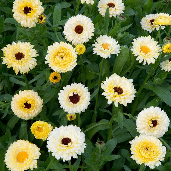 Calendula 'Snow Princess' - Seeds