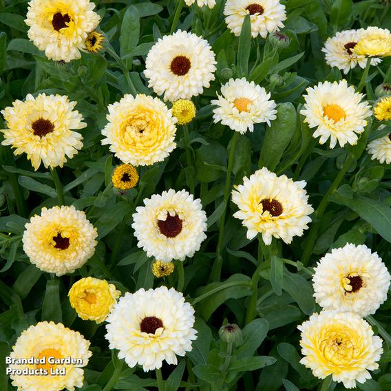 Calendula 'Snow Princess' - Seeds
