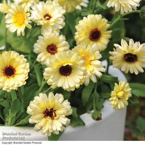 Calendula 'Snow Princess' - Seeds