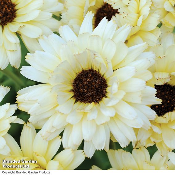 Calendula 'Snow Princess' - Seeds