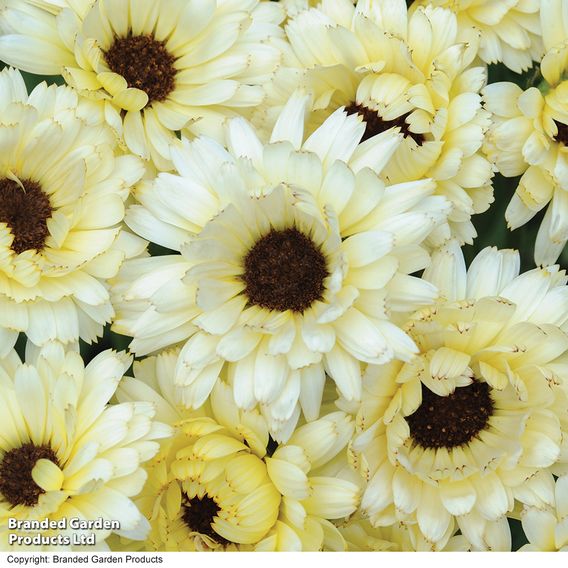 Calendula 'Snow Princess' - Seeds