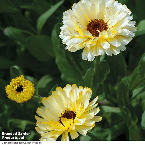 Calendula 'Snow Princess' - Seeds