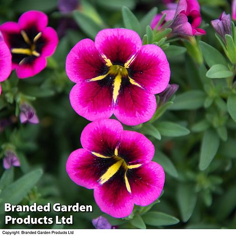 Calibrachoa 'Cabaret Good-Night-Kiss'