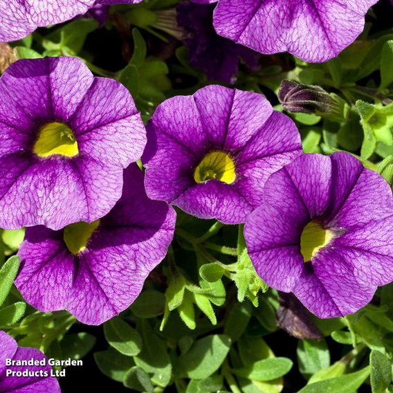 Calibrachoa 'Million Bells Blue'