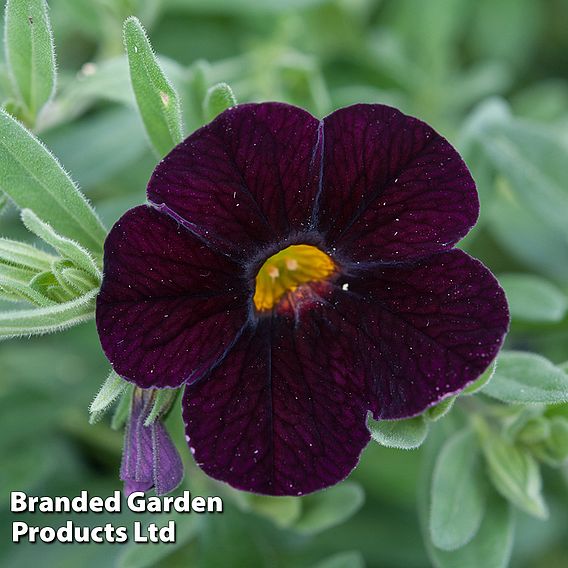 Calibrachoa 'Can-Can Black Cherry'