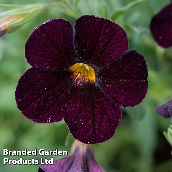 Calibrachoa 'Can-Can Black Cherry'