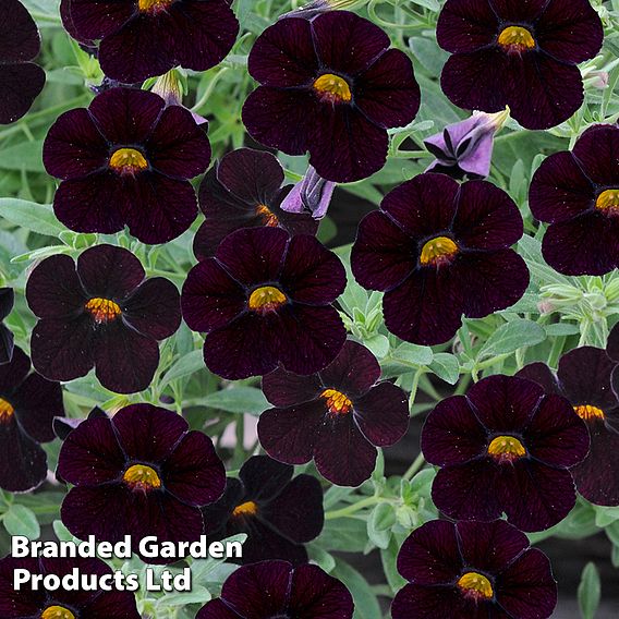 Calibrachoa 'Can-Can Black Cherry'