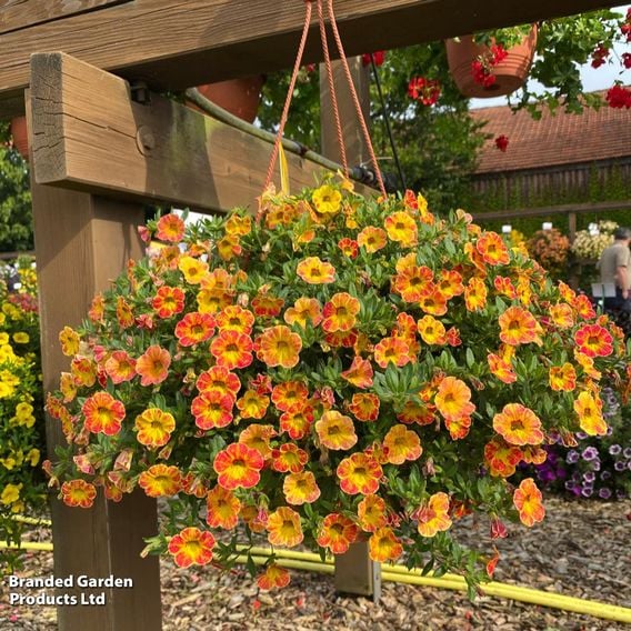 Calibrachoa 'Calita Yellow Red Splash'
