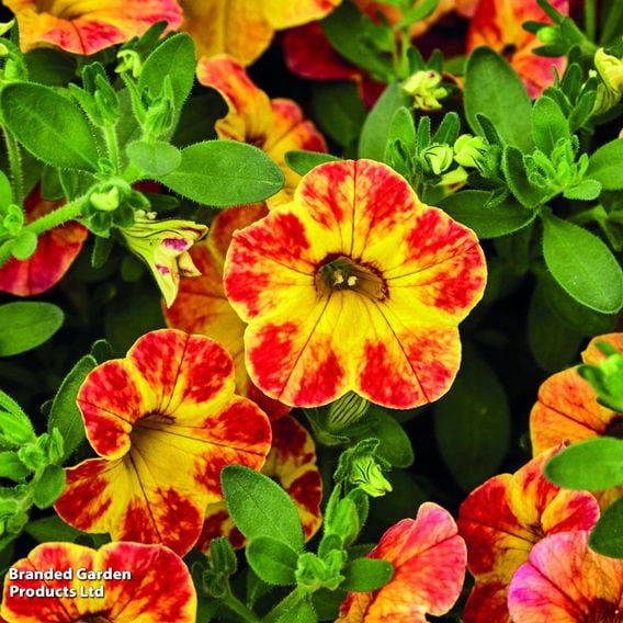 Calibrachoa 'Calita Yellow Red Splash'