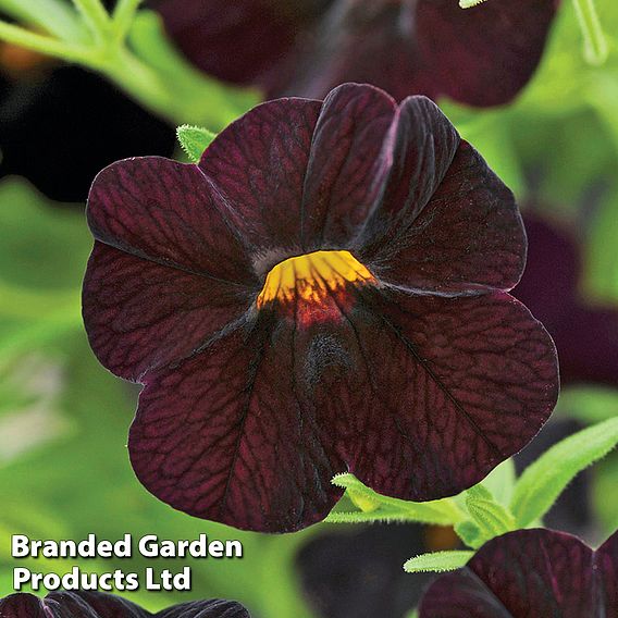 Calibrachoa 'Can-Can Black Cherry'