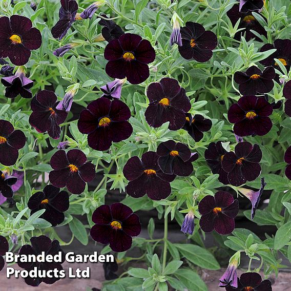 Calibrachoa 'Can-Can Black Cherry'