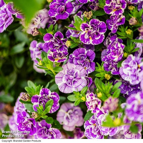 Calibrachoa 'Calita Double Blue Splash'