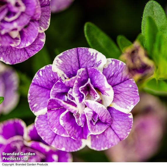 Calibrachoa 'Calita Double Blue Splash'