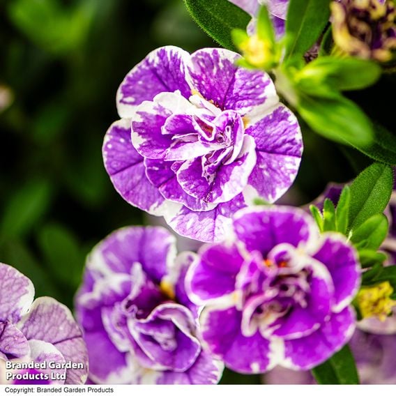 Calibrachoa 'Calita Double Blue Splash'