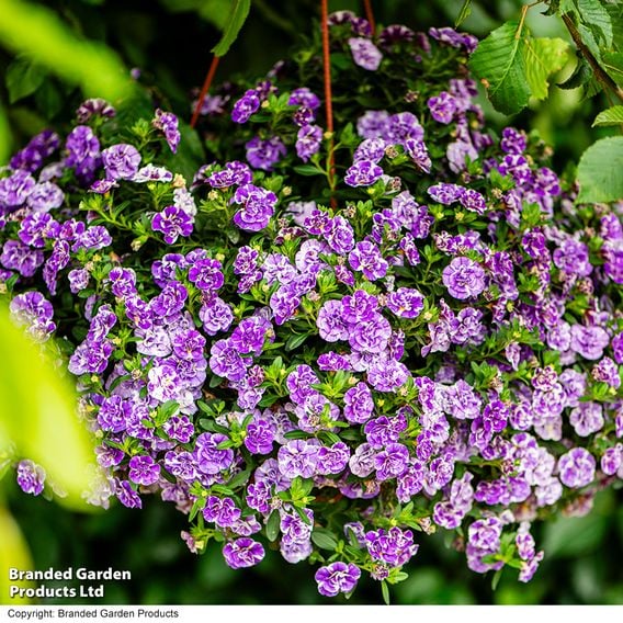 Calibrachoa 'Calita Double Blue Splash'