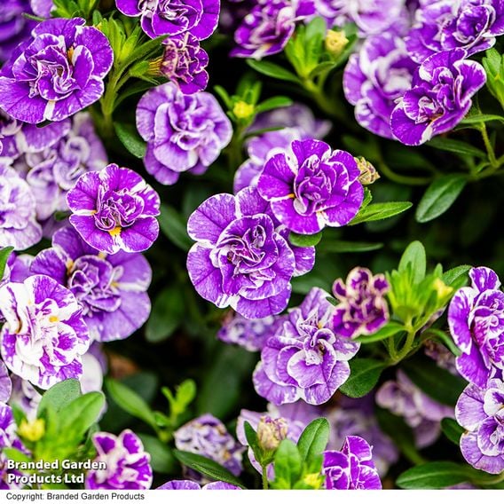 Calibrachoa 'Calita Double Blue Splash'