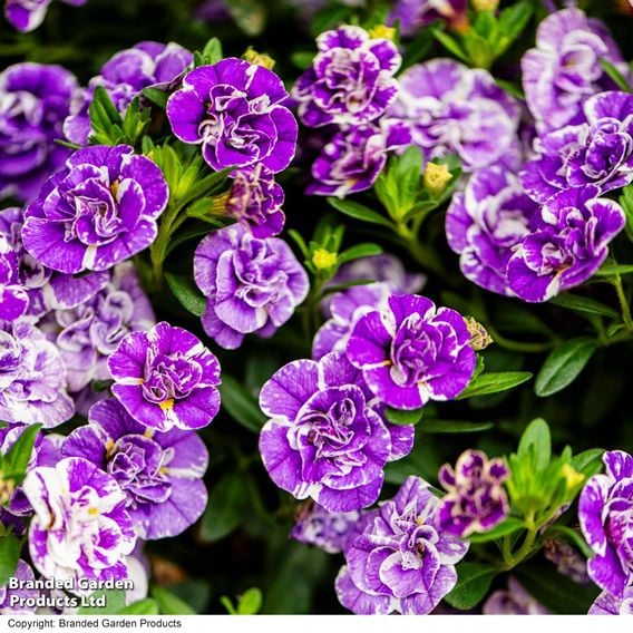 Calibrachoa 'Calita Double Blue Splash'