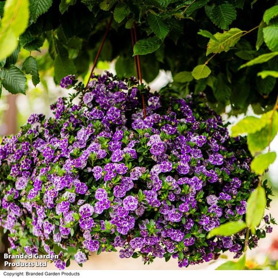Calibrachoa 'Calita Double Blue Splash'