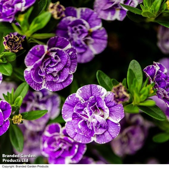Calibrachoa 'Calita Double Blue Splash'